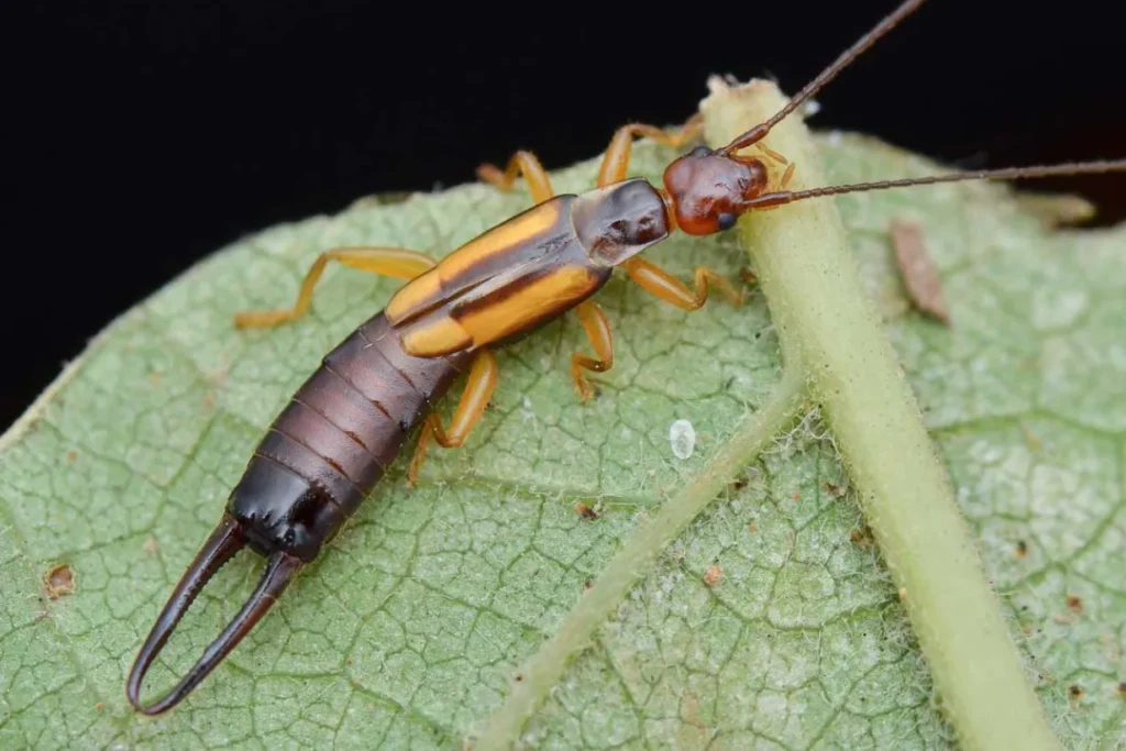 Life Cycle of Earwings Evolution, Survival, and Their Hidden Role in Nature