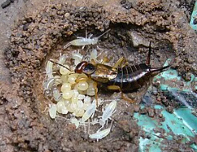 Life Cycle of Earwings Evolution, Survival, and Their Hidden Role in Nature