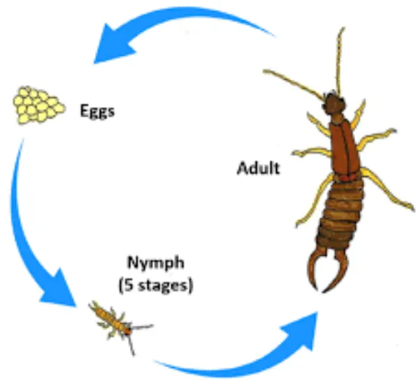 Life Cycle of Earwings Evolution, Survival, and Their Hidden Role in Nature