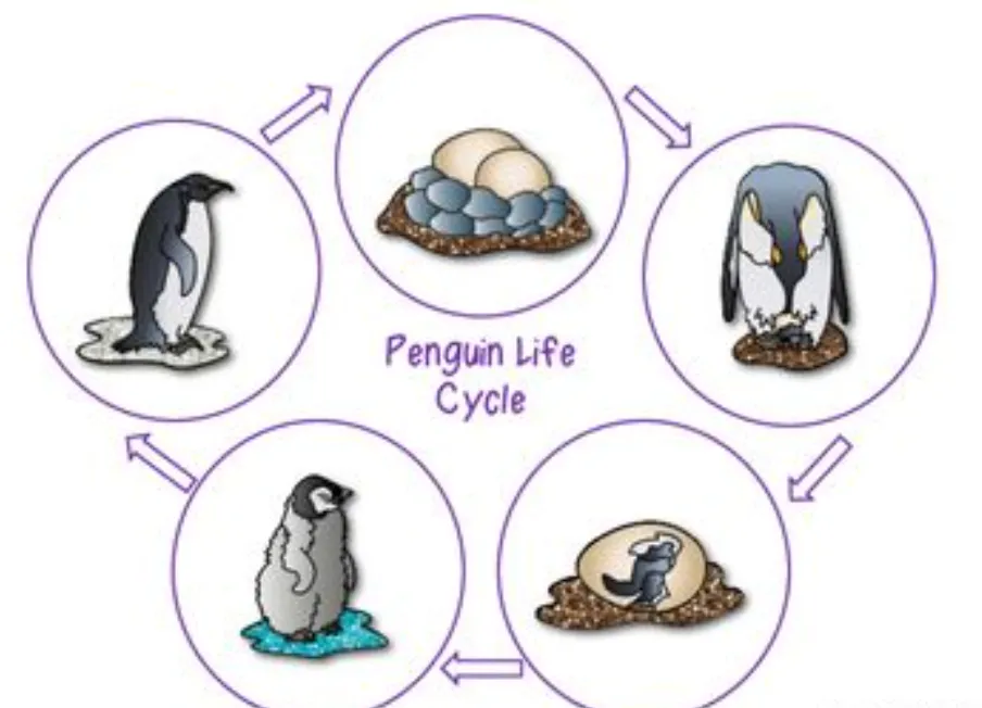Life Cycle of Penguins From Egg to Survival in a Changing World (2026 Guide)