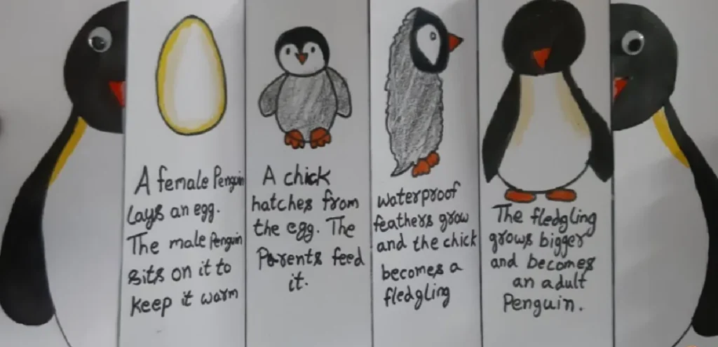 Life Cycle of Penguins From Egg to Survival in a Changing World (2026 Guide)