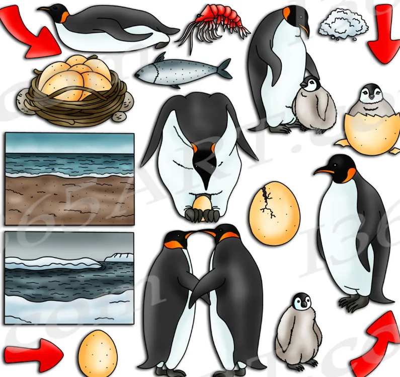 Life Cycle of Penguins From Egg to Survival in a Changing World (2026 Guide)