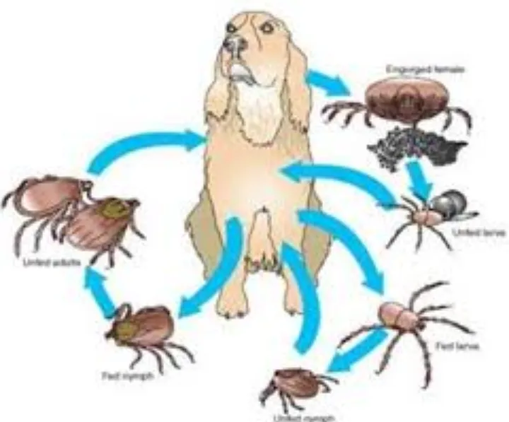 Life Cycle of Ticks Complete Guide to Their Survival, Evolution, and Role in Nature (2026 Update)