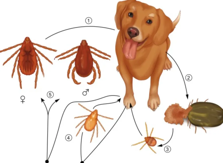 Life Cycle of Ticks Complete Guide to Their Survival, Evolution, and Role in Nature (2026 Update)