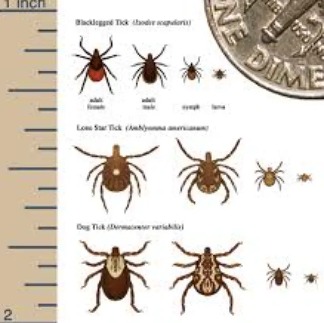 Life Cycle of Ticks Complete Guide to Their Survival, Evolution, and Role in Nature (2026 Update)