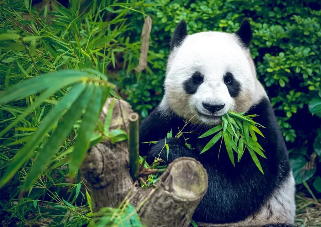 Life Cycle of the Panda A Complete Guide to Growth, Survival, and Conservation (2026)