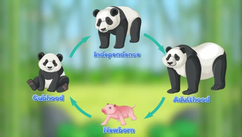 Life Cycle of the Panda A Complete Guide to Growth, Survival, and Conservation (2026)