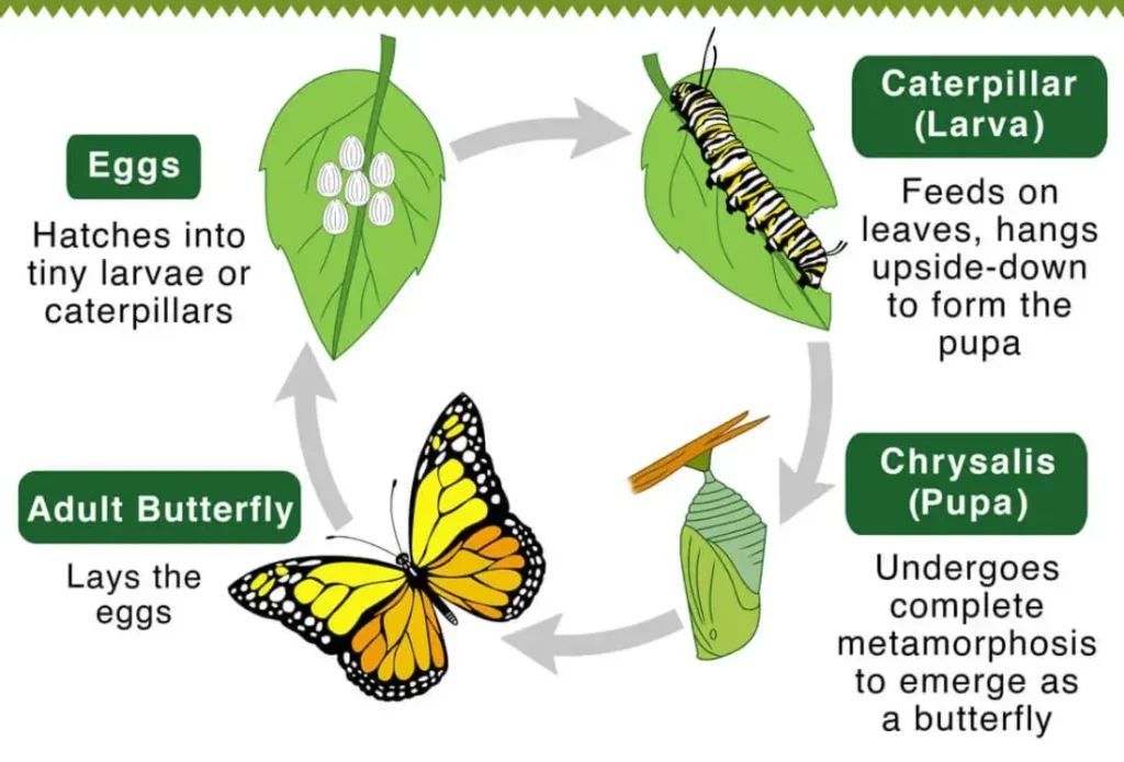 Life of Butterfly Cycle Stages, Survival, and Secrets of Nature’s Most Beautiful Transformation