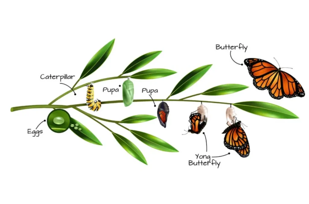 Life of Butterfly Cycle Stages, Survival, and Secrets of Nature’s Most Beautiful Transformation