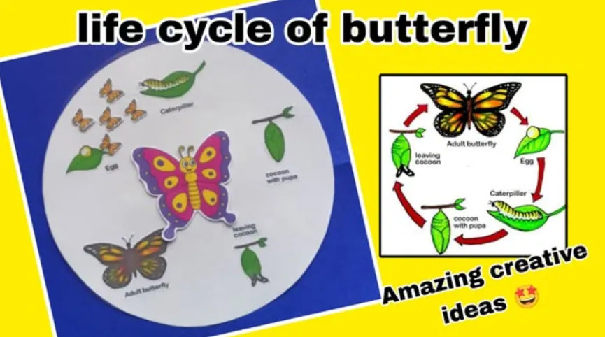 Life of Butterfly Cycle Stages, Survival, and Secrets of Nature’s Most Beautiful Transformation