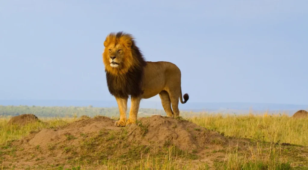 Lion Life Cycle Complete Guide to Growth, Survival, and Reproduction in the Wild