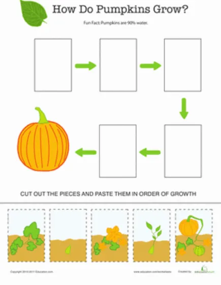 The Complete Life Cycle of a Pumpkin From Seed to Harvest (Easy Guide for Beginners)
