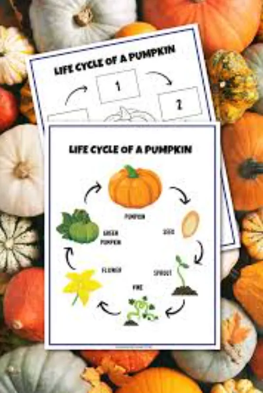 The Complete Life Cycle of a Pumpkin From Seed to Harvest (Easy Guide for Beginners)