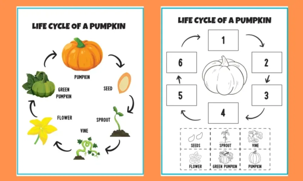 The Complete Life Cycle of a Pumpkin From Seed to Harvest (Easy Guide for Beginners)