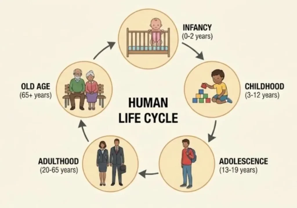The Life Cycle of Human Life Evolution, Development, and Survival in Nature (Complete Guide 2026)