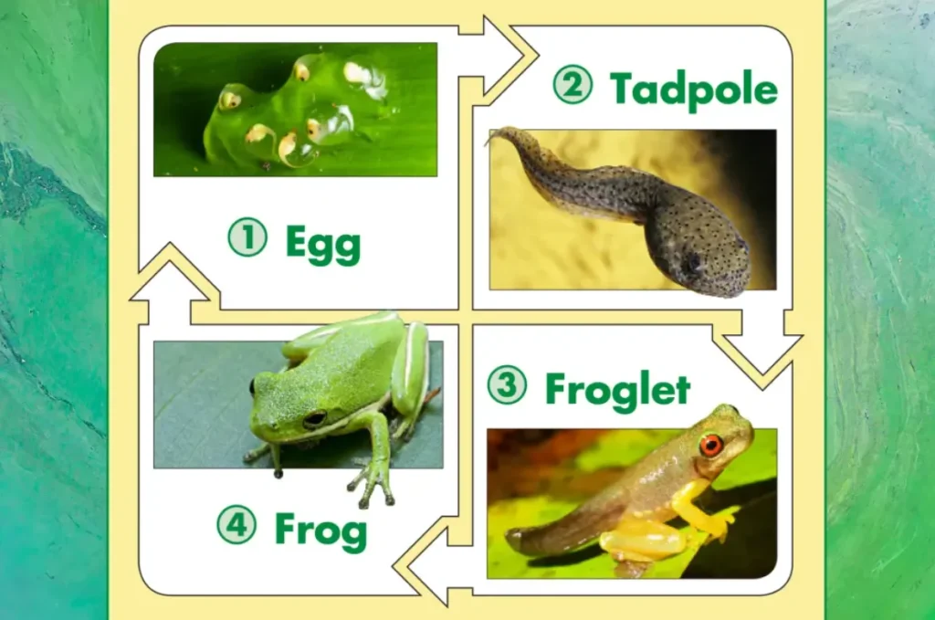 Complete Guide to the Tadpole Life Cycle From Tadpole to Frog and Its Environmental Impact