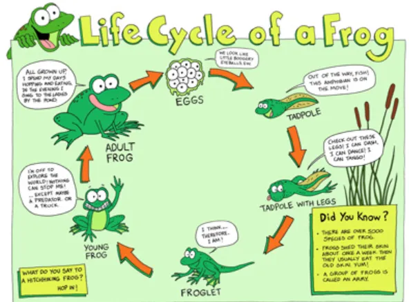 Complete Guide to the Tadpole Life Cycle From Tadpole to Frog and Its Environmental Impact