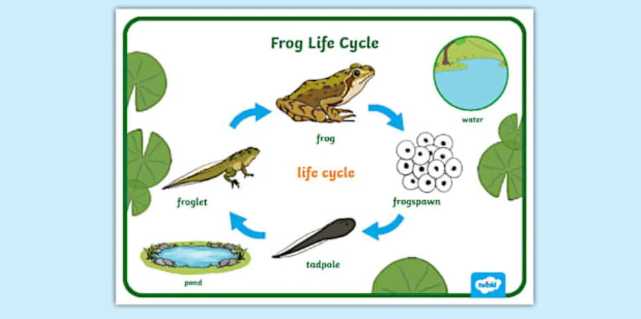 Complete Guide to the Tadpole Life Cycle From Tadpole to Frog and Its Environmental Impact