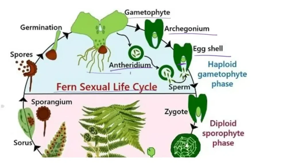 Life Cycle in Ferns Understanding the Natural Process and Growth Stages