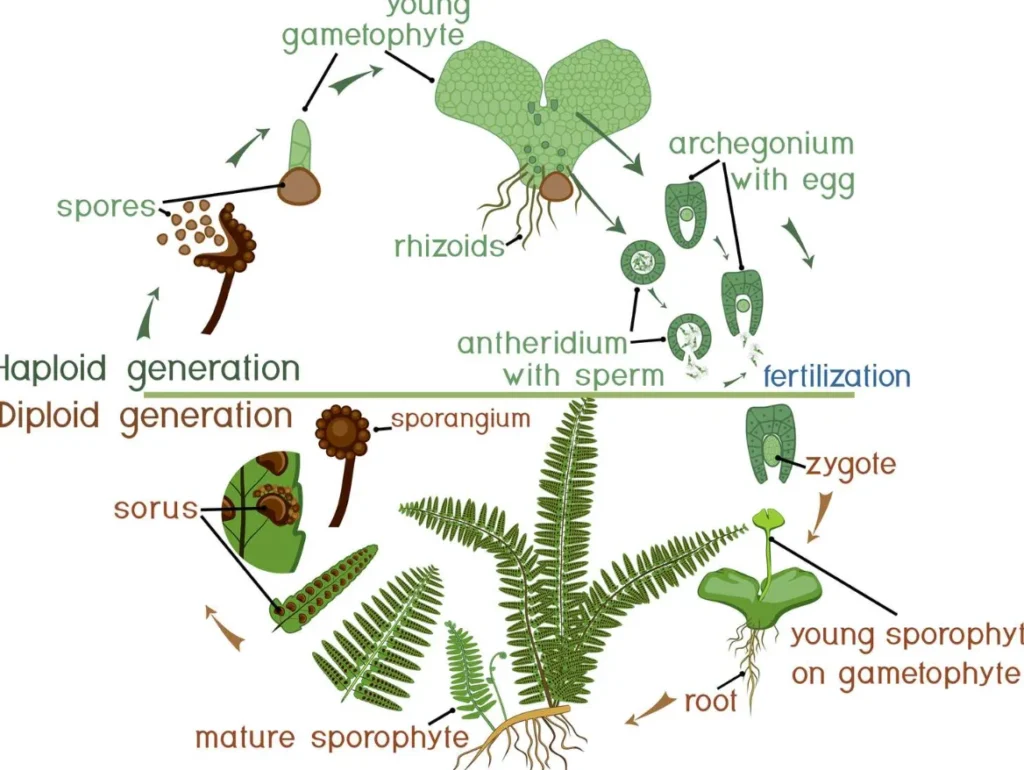 Life Cycle in Ferns Understanding the Natural Process and Growth Stages