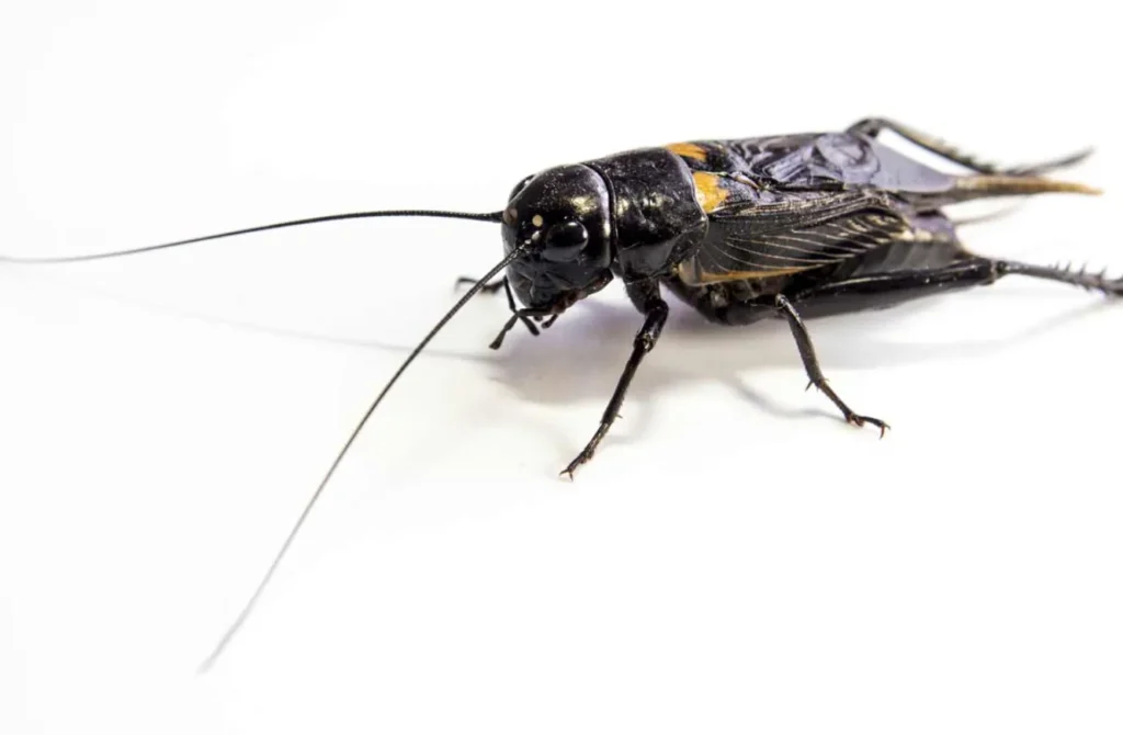 Life Cycle of Cricket Insect