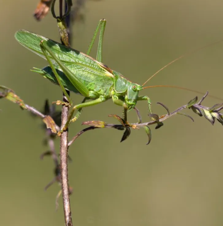 Life Cycle of Cricket Insect