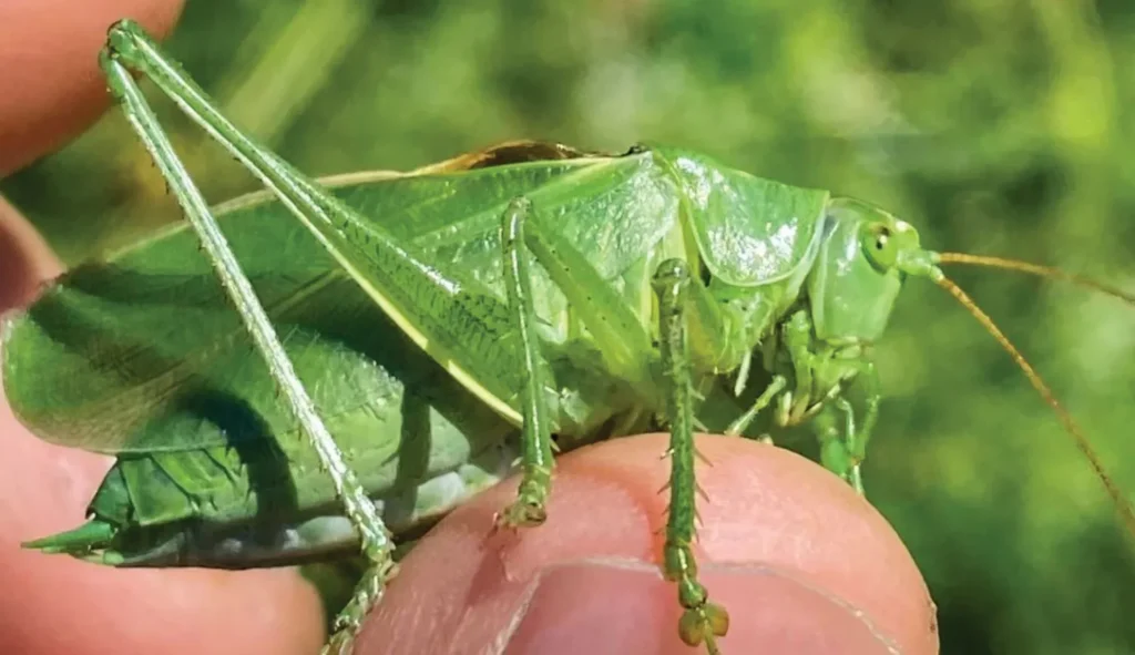 Life Cycle of Cricket Insect