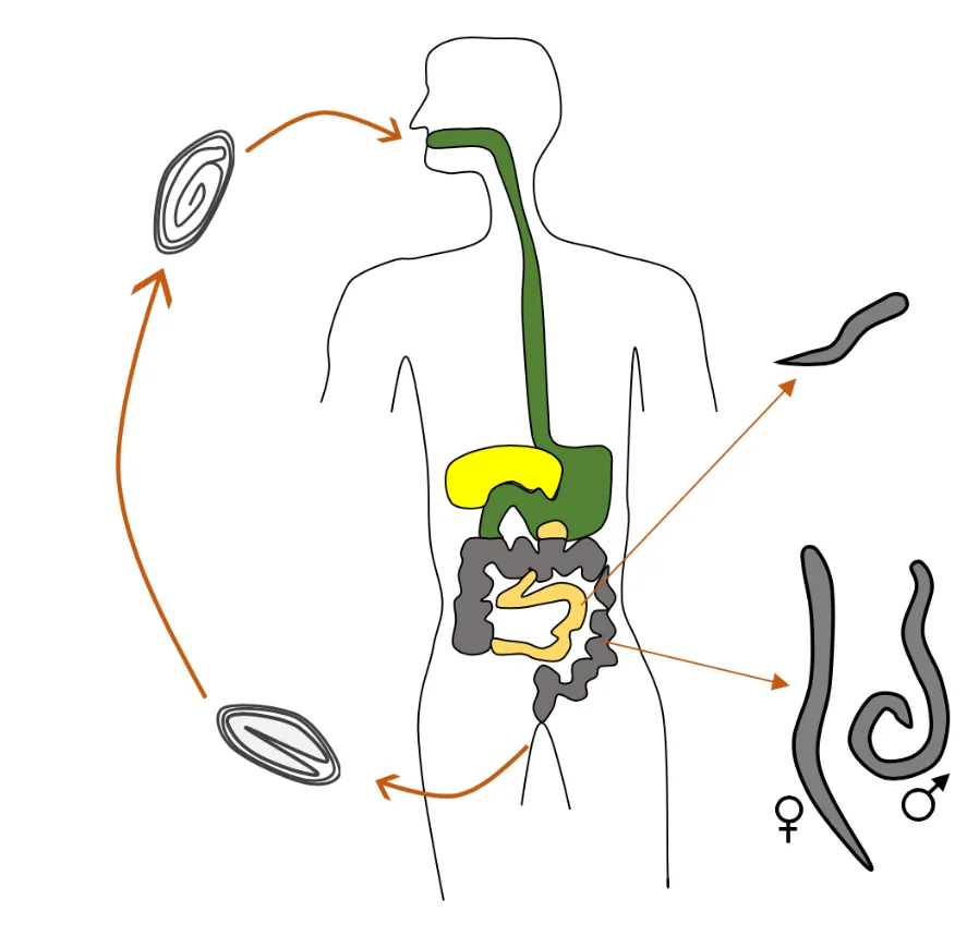 Life Cycle of Enterobiasis