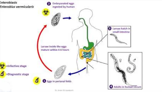 Life Cycle of Enterobiasis