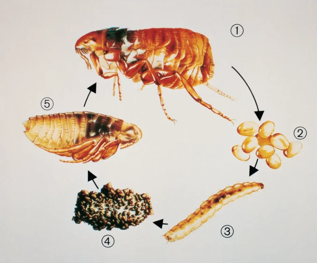 Life Cycle of Fleas