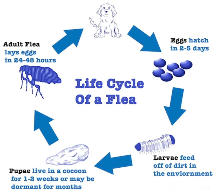 Life Cycle of Fleas