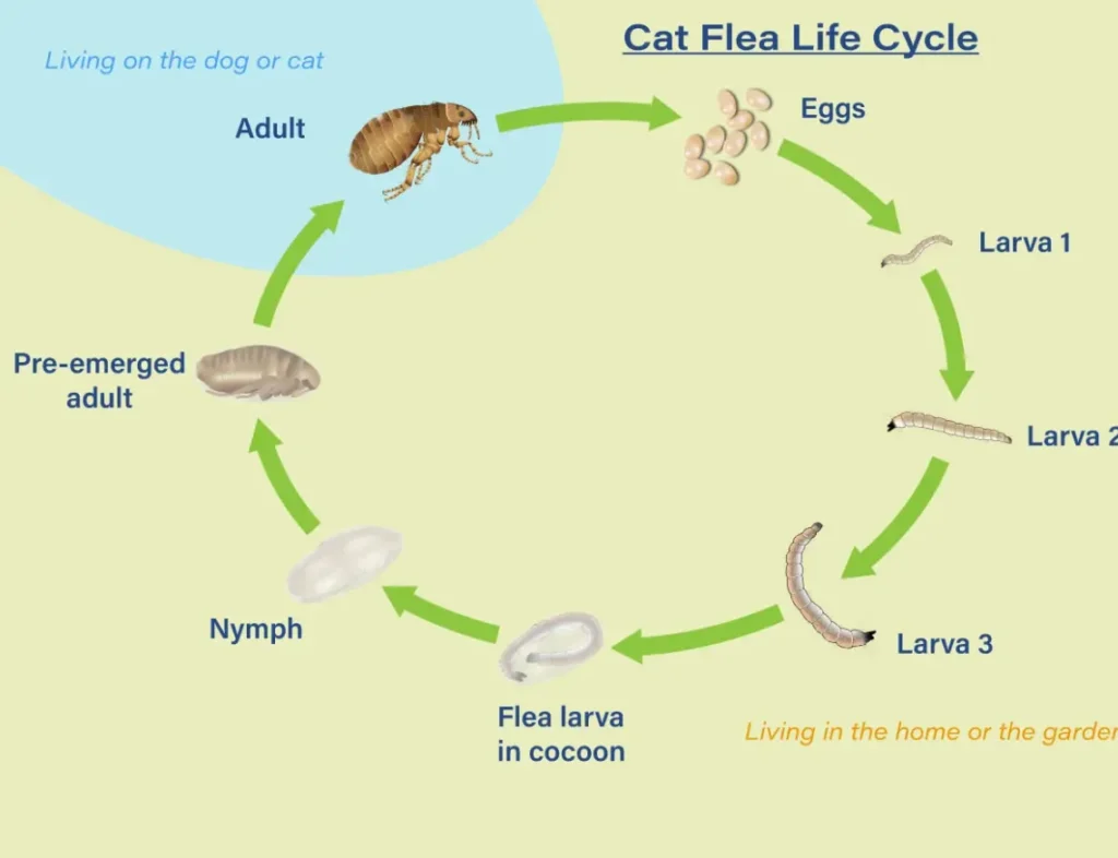 Life Cycle of Fleas