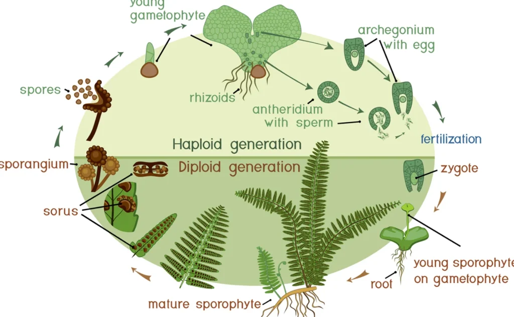 Life Cycle of Moss