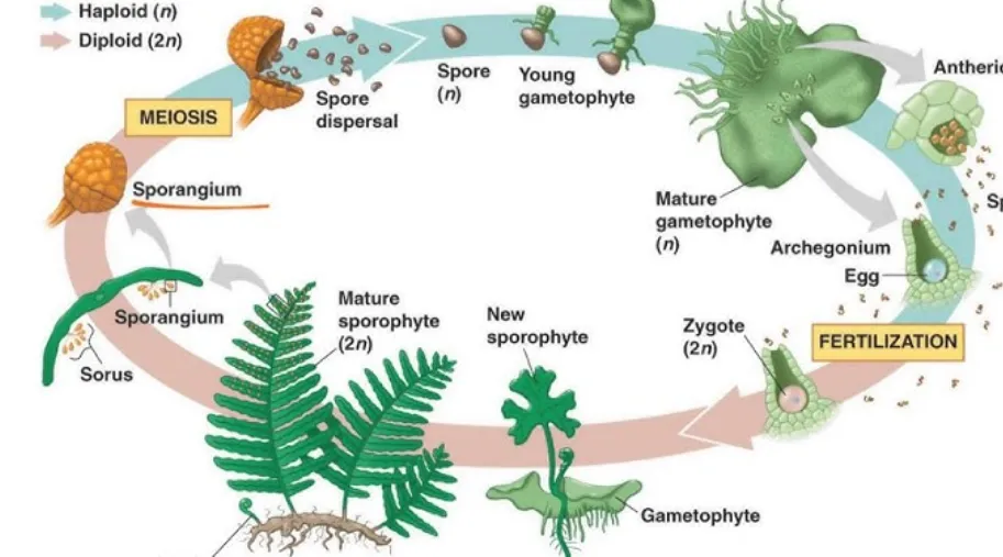 Life Cycle of Moss