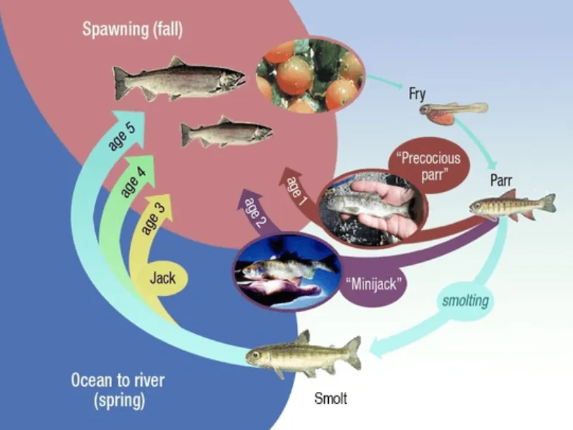 Life Cycle of Salmon