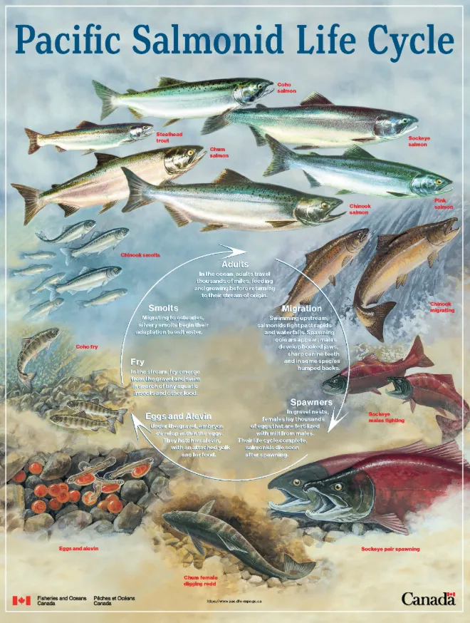 Life Cycle of Salmon