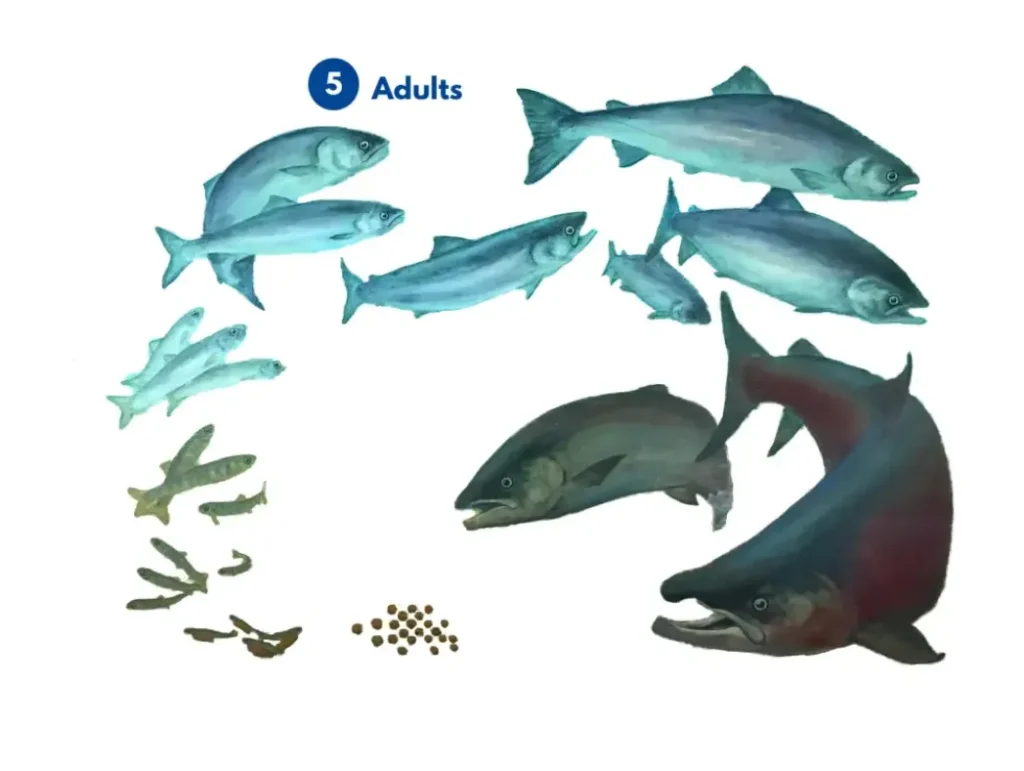 Life Cycle of Salmon