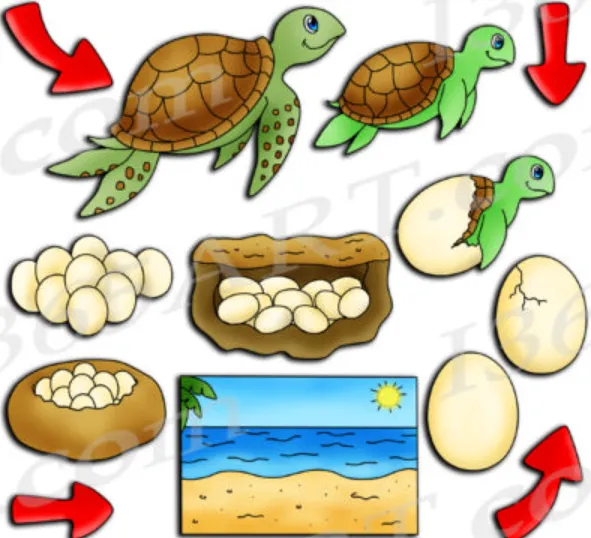 Life Cycle of Sea Turtle