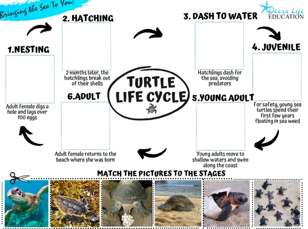 Life Cycle of Sea Turtle