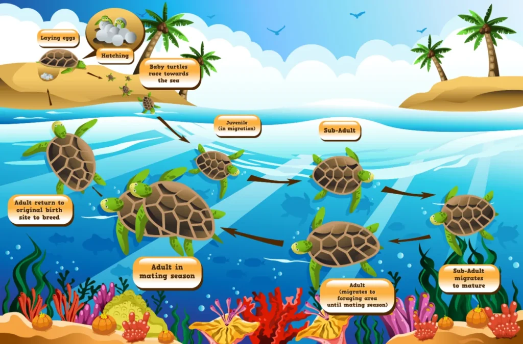 Life Cycle of Sea Turtle