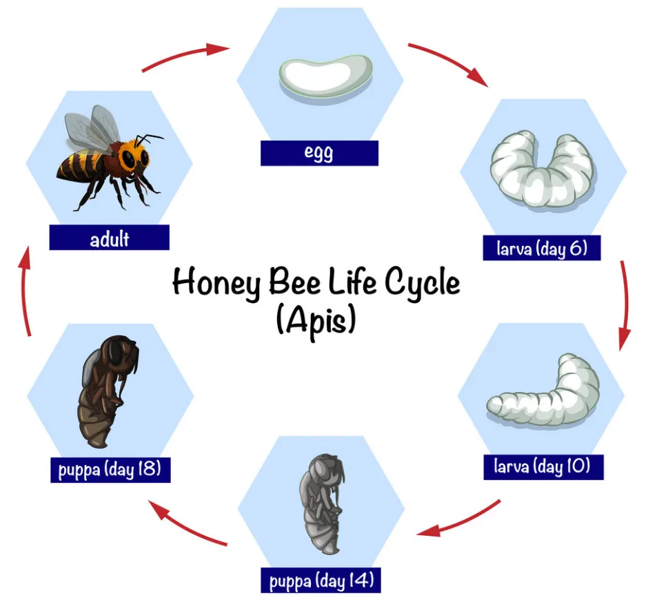 Life Cycle of a Beehive
