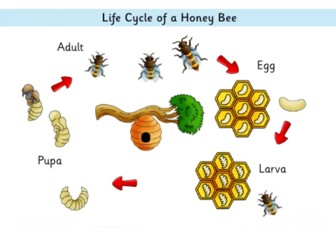 Life Cycle of a Beehive