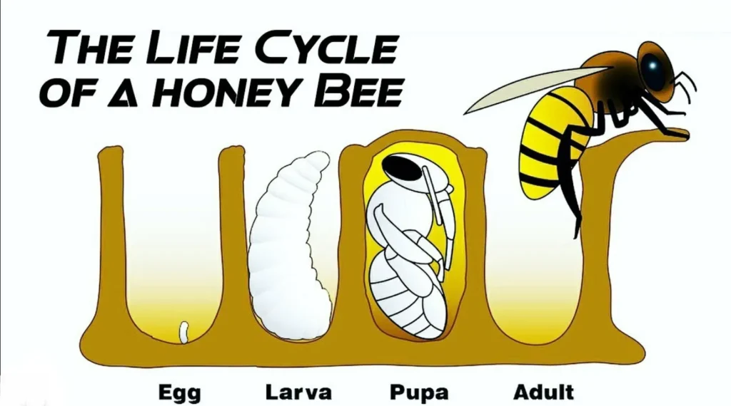 Life Cycle of a Beehive