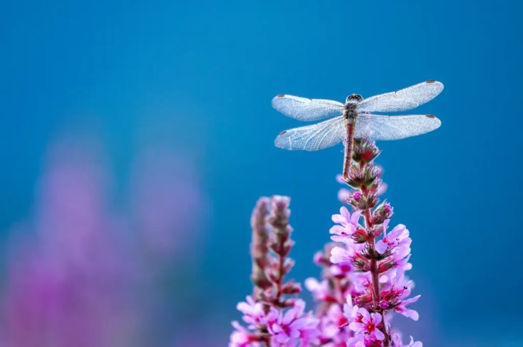 Life Cycle of a Dragonfly