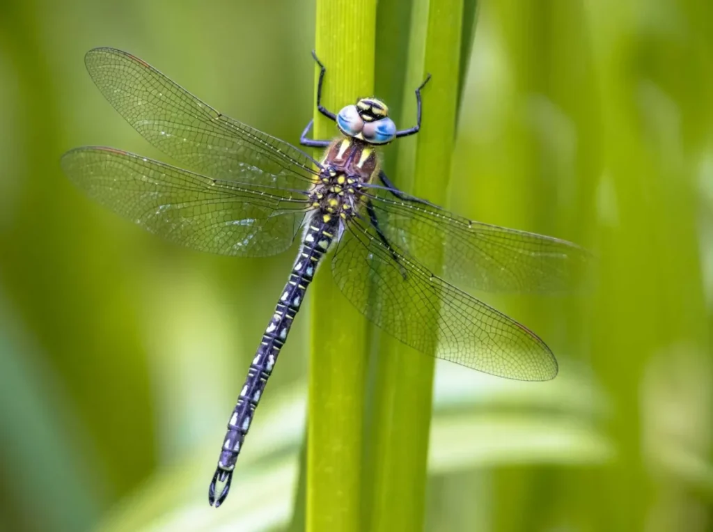 Life Cycle of a Dragonfly