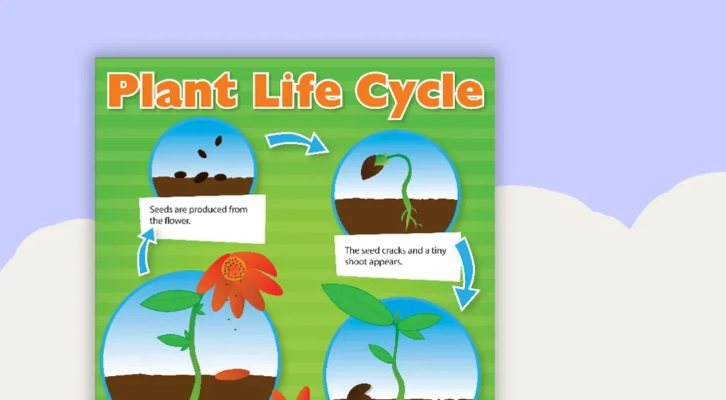Life Cycle of a Flower
