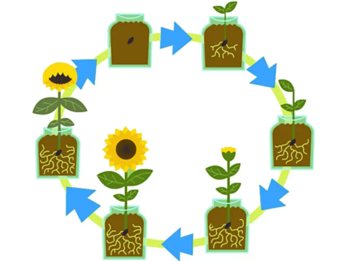 Life Cycle of a Flower