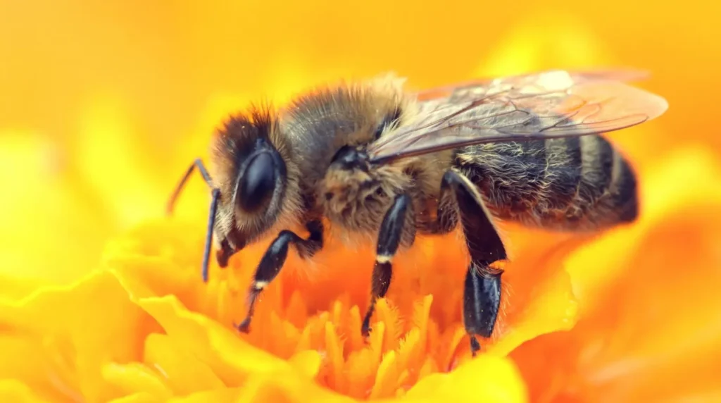 Life Cycle of a Honey Bee