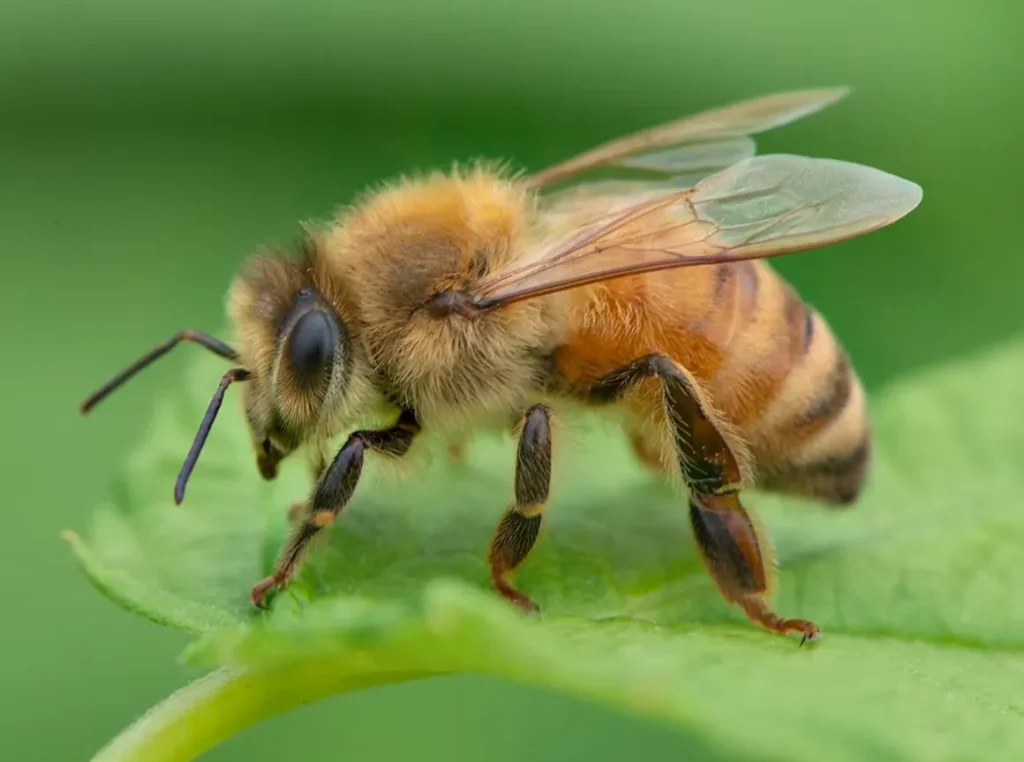 Life Cycle of a Honey Bee
