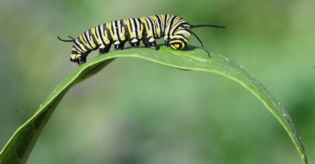 Life Cycle of a Moth